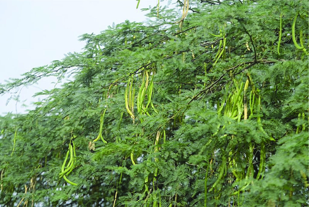 Prosopis juliflora