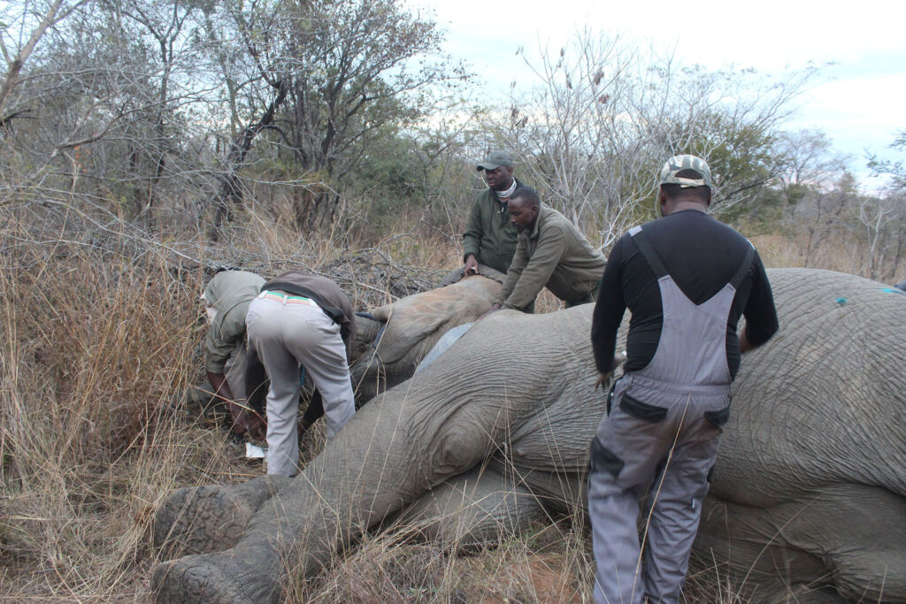 Collaring an elephant