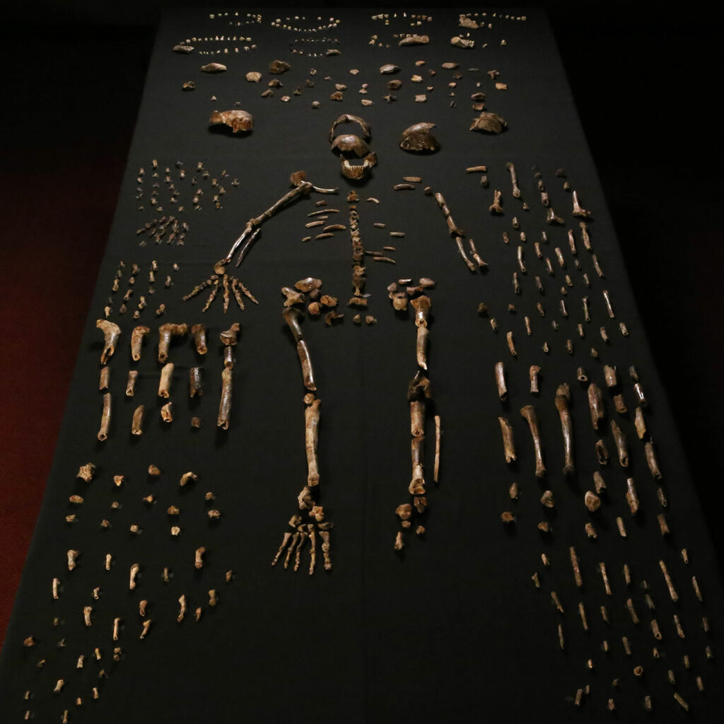 Homo naledi exposed.