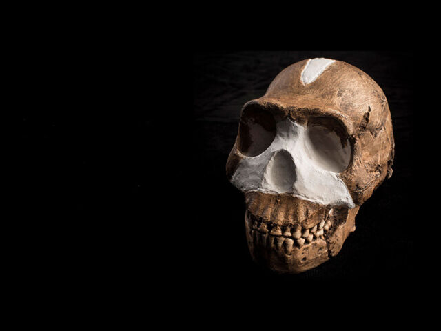 Lee Berger Homo-naledi