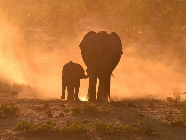 R Slotow story_Etosha elephants