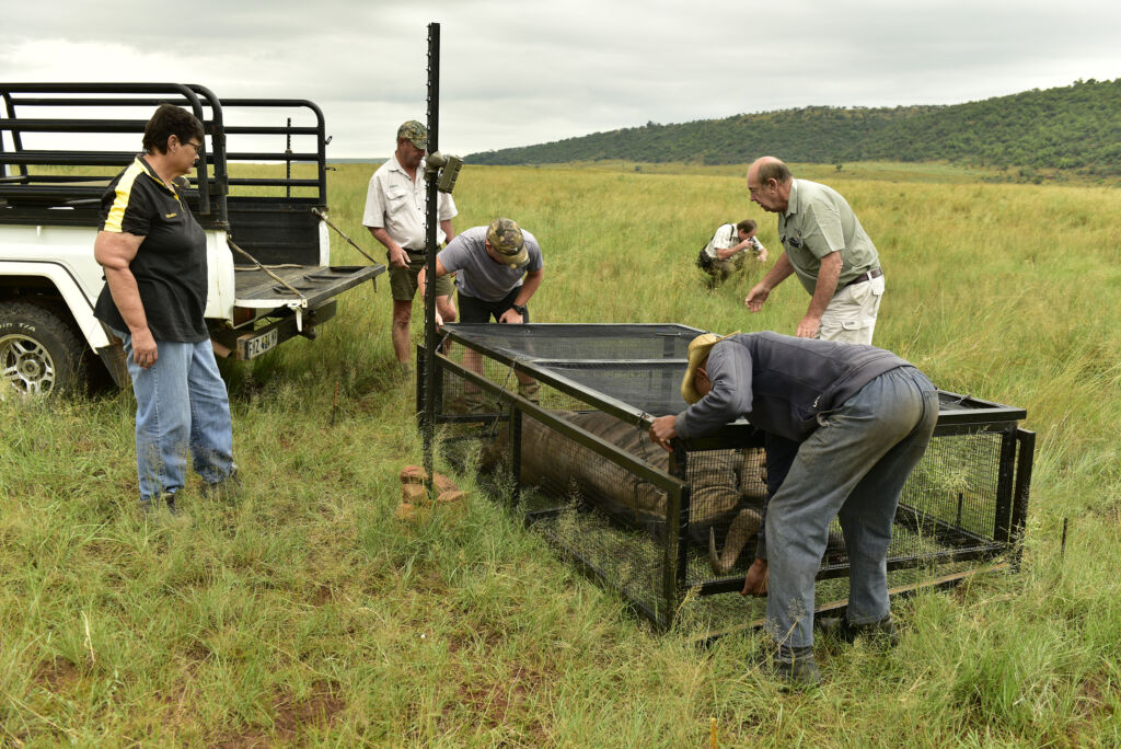 The team setting out a caged carcass. Picture supplied. 