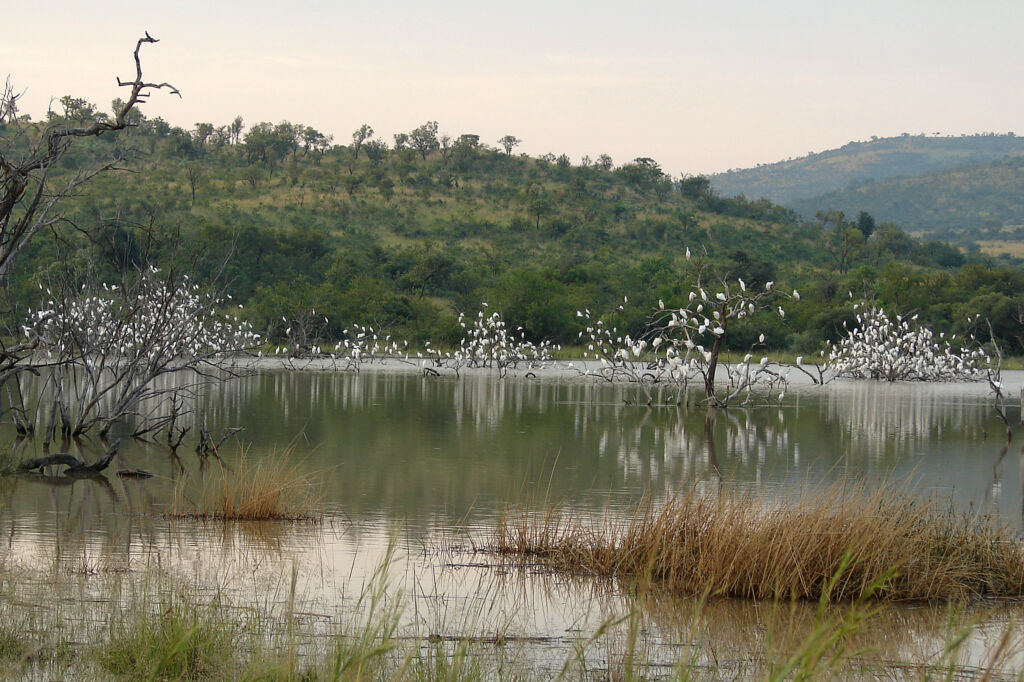 Sacred Ibis and cattle egrets roost on a dam in Tswalu Game Reserve (Photo: Supplied)