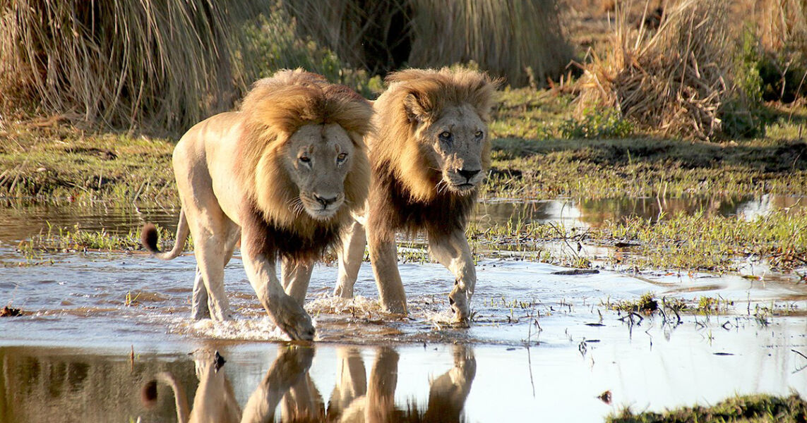 Lion Guru
