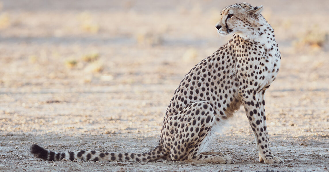 Kalahari cheetah