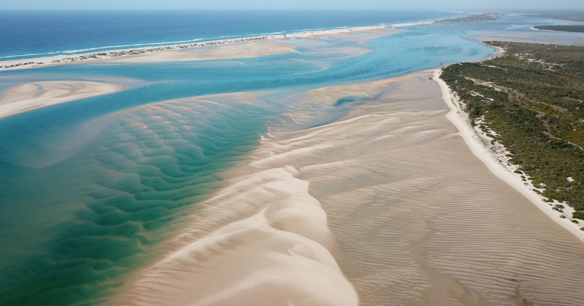 毒タコ - ミミックタコ (Thaumoctopus mimicus)