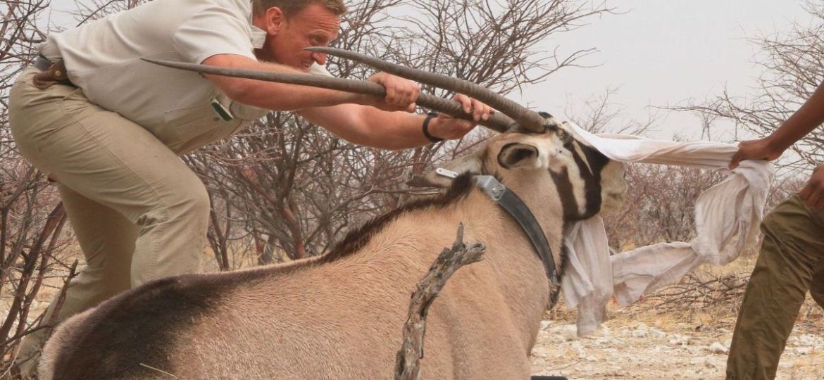 Gemsbok-capture-scaled-e1739795752522