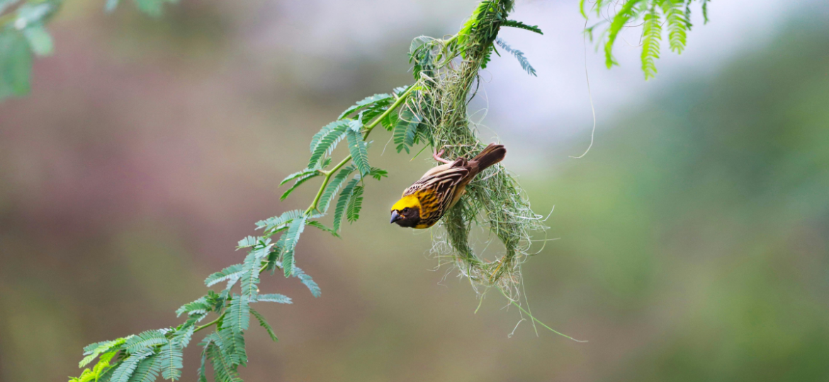 Harmony with Nature