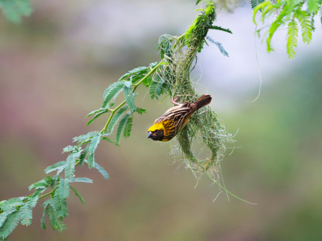 Harmony with Nature