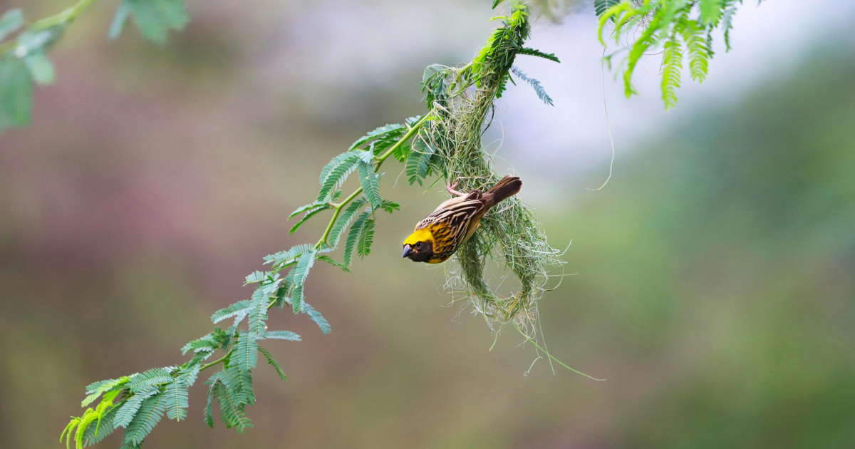 harmony-with-nature-a-call-for-sustainable-development-rooted-in-biodiversity-conservation