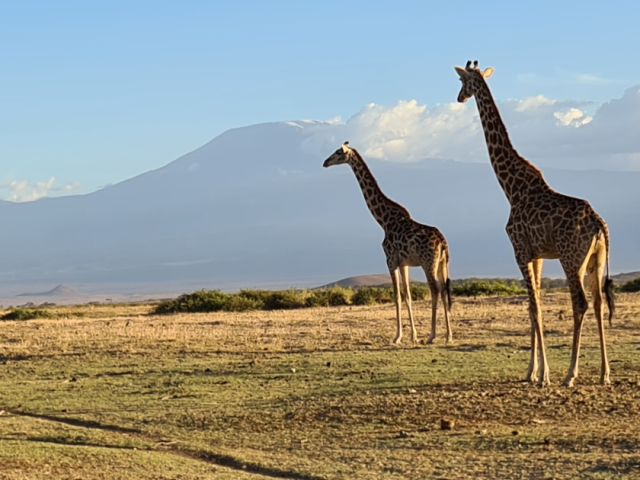 Mount Kilimanjaro as seen from Amboseli National park
