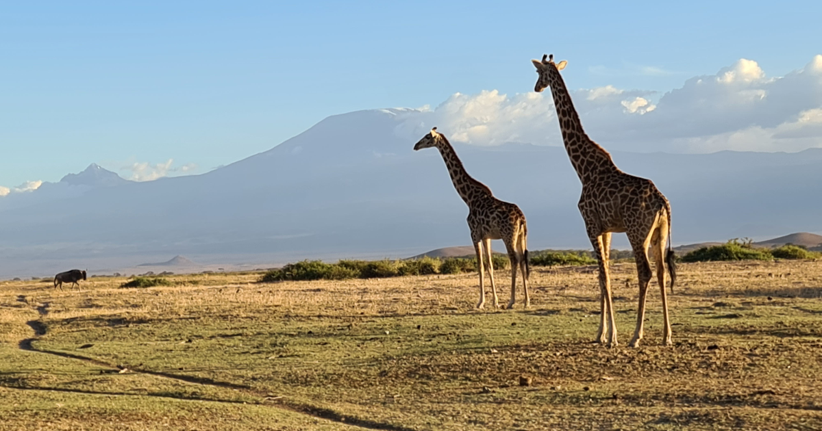 from-gourds-to-satellites-a-maasai-inspired-model-for-reweaving-kenyas-rangelands