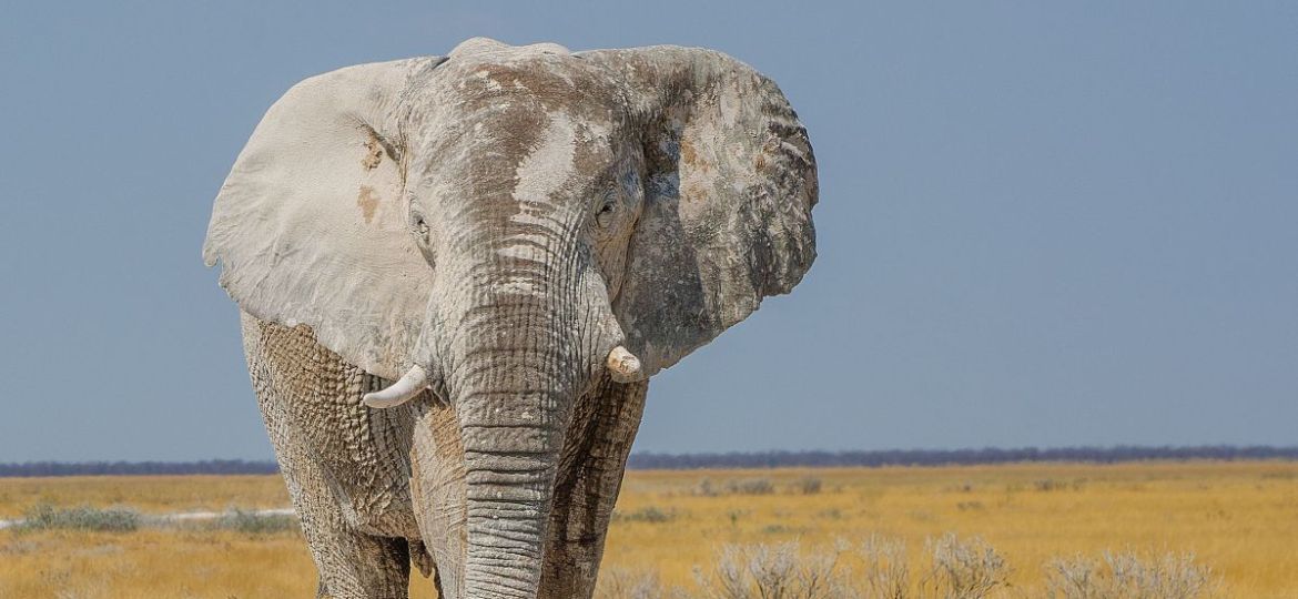 Elephant-scaled-e1739795869375