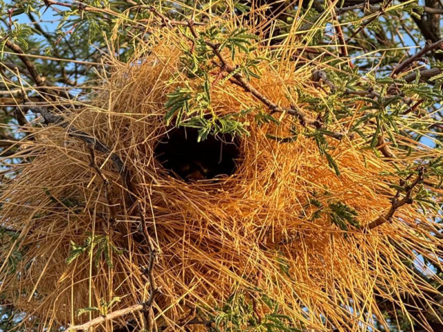 Fewer weavers, fewer homes why nest builders matter in the Kalahari