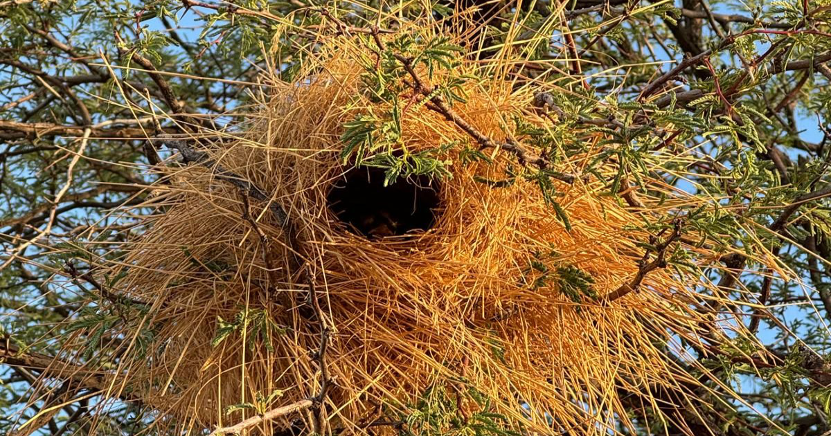 fewer-weavers-fewer-homes-why-nest-builders-matter-in-the-kalahari