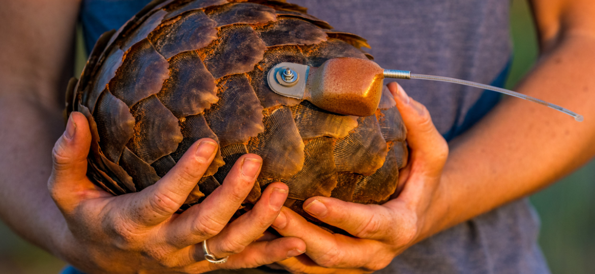 Pangolin by Marcus Westberg