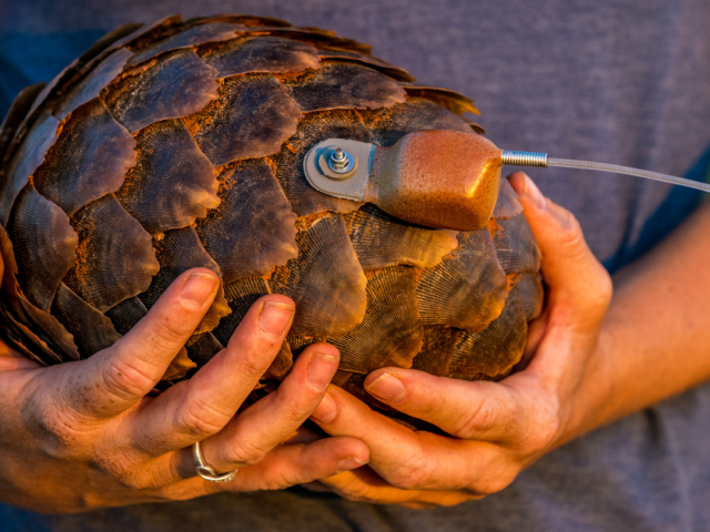 Pangolin by Marcus Westberg