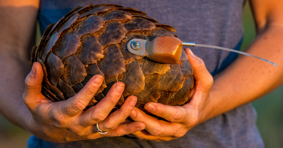 Pangolin by Marcus Westberg