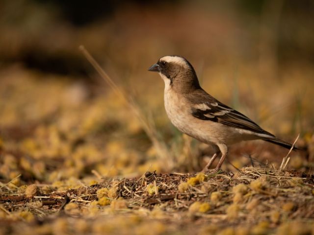 What sparrow-weavers can tell us about a warming world