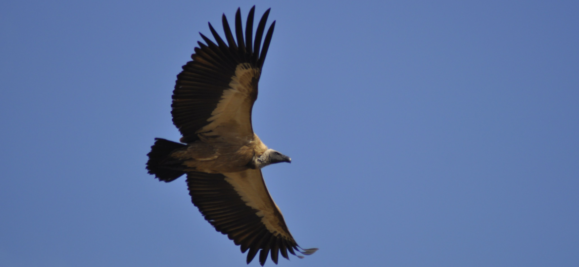 White backed vulture