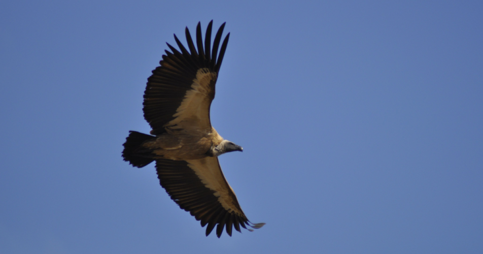 White backed vulture