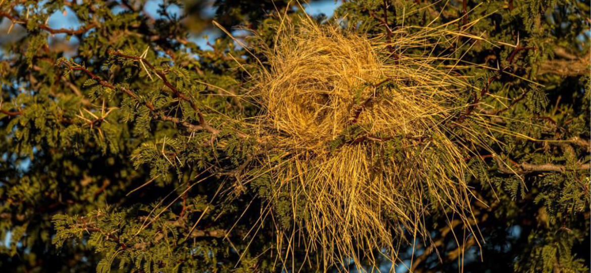White-browed-sparrow-weaver-nest by Marcus Westberg