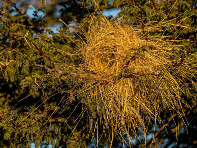 White-browed-sparrow-weaver-nest by Marcus Westberg
