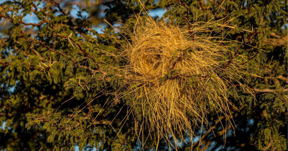 White-browed-sparrow-weaver-nest by Marcus Westberg