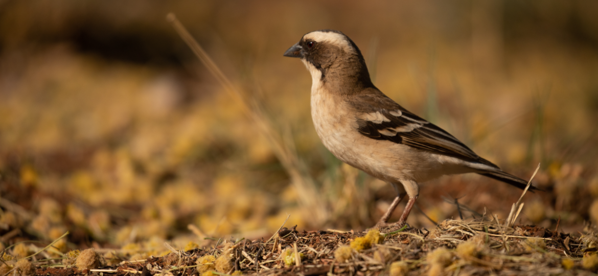 White sparrow-weavers can tell us about a warming world