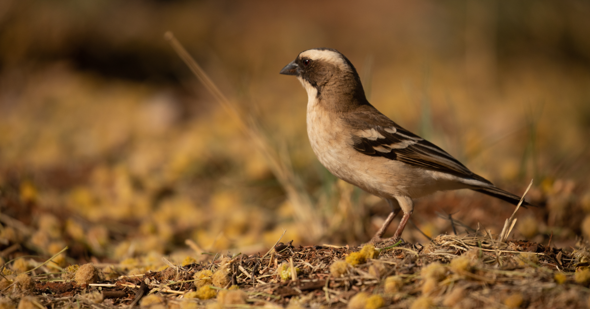 in-the-heat-of-the-moment-what-sparrow-weavers-can-tell-us-about-a-warming-world
