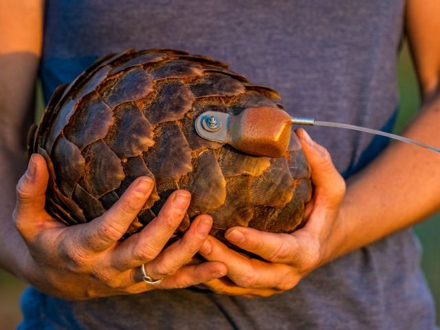 tracking the comeback of South Africa’s pangolins
