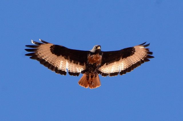 Jackal Buzzard