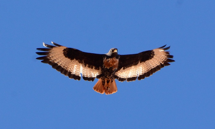 Jackal Buzzard
