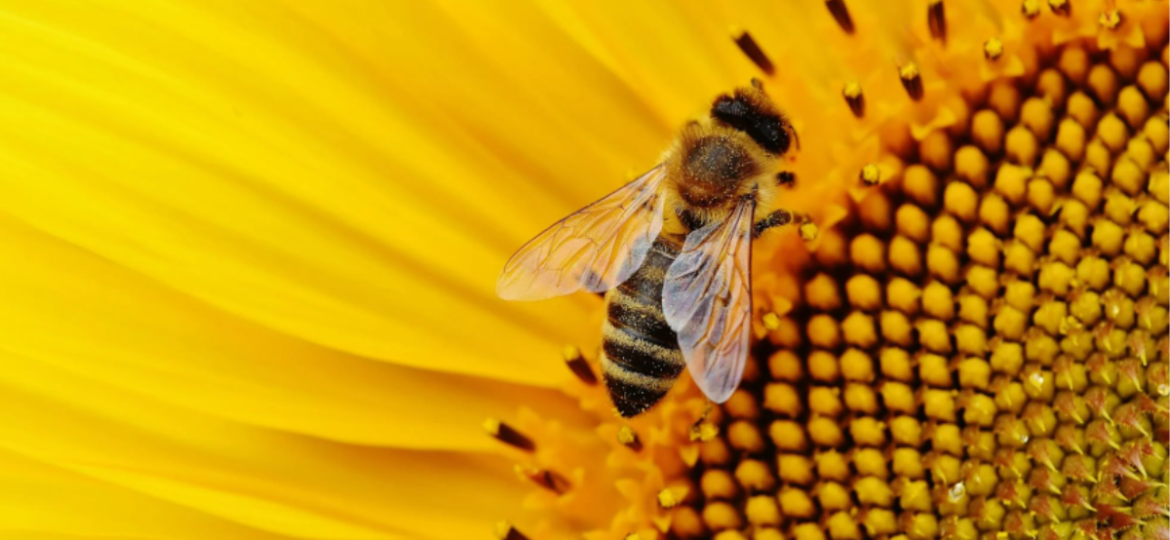 Bees are the busiest workers in Africa’s vast and largely undocumented pollination network.