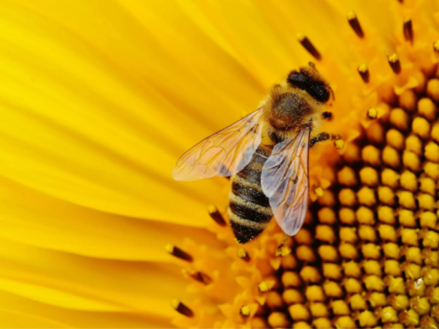 Bees are the busiest workers in Africa’s vast and largely undocumented pollination network.