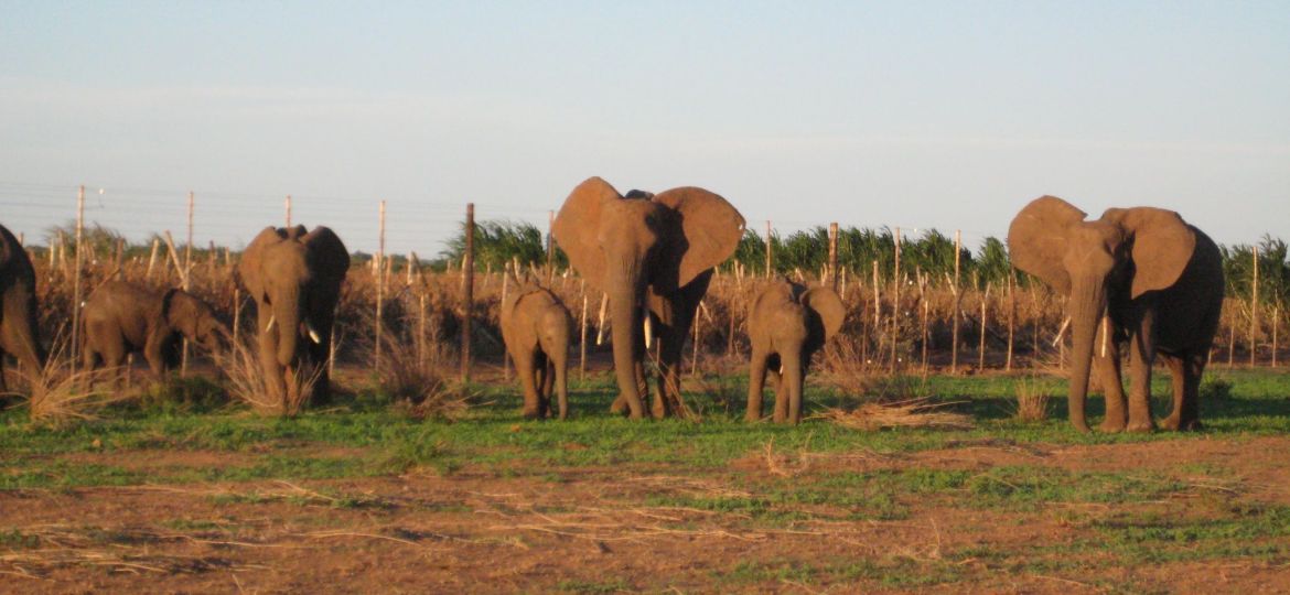Ellies and fence(1)