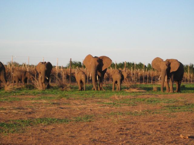 Ellies and fence(1)