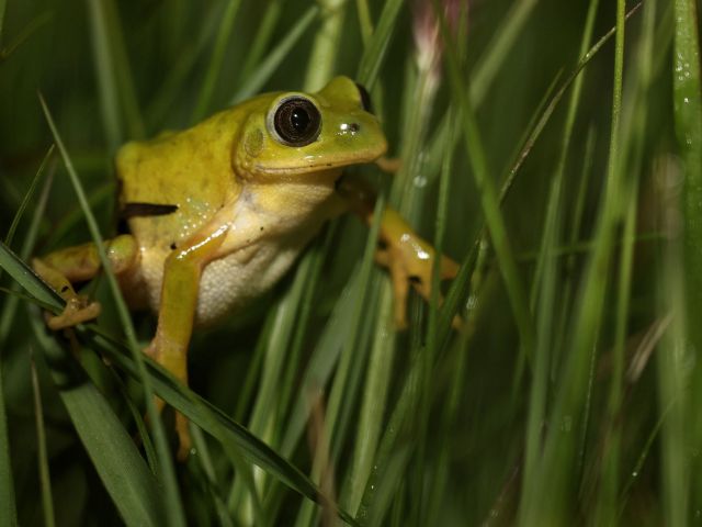 Leptopelis xenodactylus_Long-toed Tree Frog_Keir Lynch