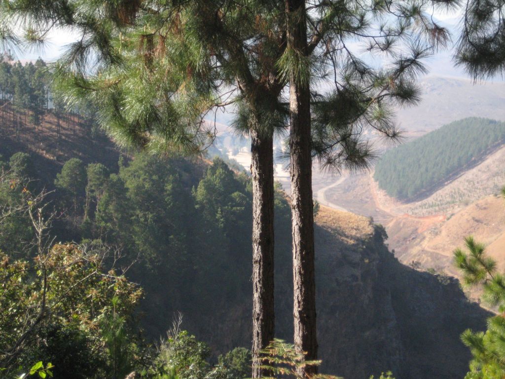 Plantations in Mpumalanga
